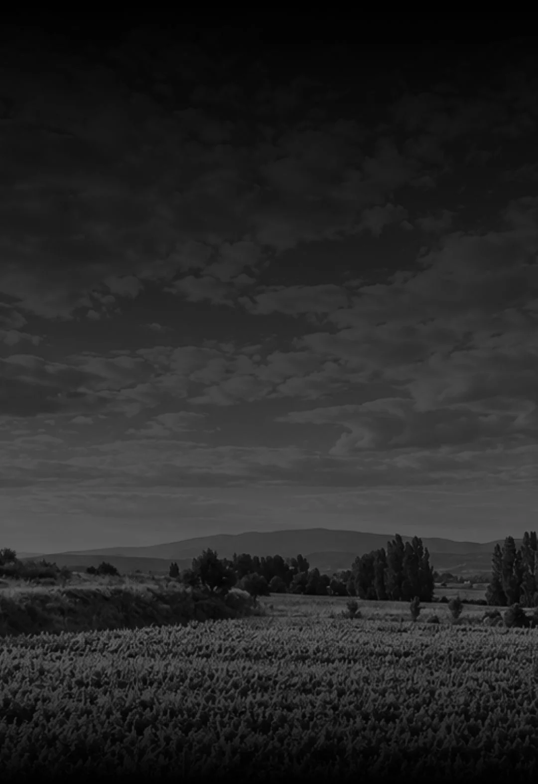 Bodegas 1008 Campo Viñedos